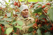 Nhộn nhịp mùa thu hoạch loại quả dùng để ngâm đường, lá cho tằm ăn ở Hà Nội