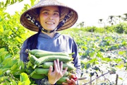 Kiên Giang: Ngắm những giàn mướp, ruộng trồng củ cải trắng đẹp như phim của nông dân