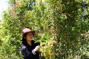 Lâm Đồng: Bỏ lương cao, bỏ thủ đô vào Tây nguyên sưu tầm, trồng 40 loài trà hoa vàng quý hiếm