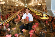 Bình Dương: Nông dân Việt Nam xuất sắc 2021 nuôi gà trại lạnh, thu 800 triệu/tháng, nhưng bù lỗ 12 tỷ vì dịch Covid-19