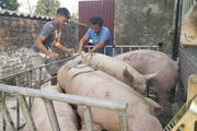 Giá lợn hơi từ 60.000 - 65.000 đồng/kg sẽ hài hòa lợi ích từ sản xuất - lưu thông, phân phối - người tiêu dùng?