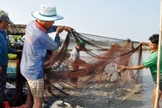 Hậu Giang: Nuôi cá trong ruộng mùa lũ, chả phải cho ăn, nông dân bắt lên bán vẫn có lời