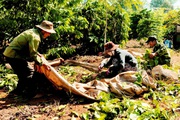 Giá cà phê tăng mạnh, nông dân Tây Nguyên vẫn kêu lỗ "sặc gạch" (Bài 5): Canh tác tốt, lãi 40-50 triệu/ha
