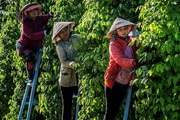 Đồng bằng sông Cửu Long: Chuyển đổi cây trồng hiệu quả nhưng chưa bền vững