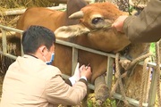 Nông thôn Tây Bắc: Thay đổi tập quán chăn nuôi, chống  rét cho trâu bò