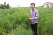 Bắc Ninh: Măng tây xanh có thương hiệu, cứ 1 mẫu người trồng thu hơn 400 triệu đồng/năm