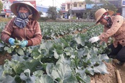 Hải Phòng: Giá rau xanh tăng cao "phát sợ", loại rau này đắt hơn thịt lợn thăn, chủ sạp mỏi mồm giải thích