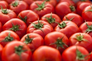 Giống cà chua gì của Nhật Bản chứa một chất đặc biệt, giúp thư giãn, giảm huyết áp, giá 500.000 đồng/kg?