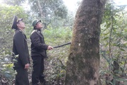 Nông thôn Tây Bắc: Phong Thổ chủ động phòng cháy, chữa cháy rừng 