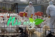 Chuyển động Nhà nông 12/12: Đài Loan tiêu hủy hàng loạt gà nhiễm cúm gia cầm H5N2