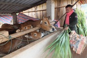 Chuyên gia bày cách chống đói, rét hiệu quả cho đàn gia súc, gia cầm 