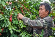 Sơn La có một thứ nhiều nhất cả nước, lại bán đi khắp Âu, Mỹ thu bộn tiền