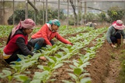 Nông nghiệp đảm bảo dinh dưỡng và câu chuyện kết nối với thị trường