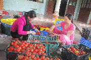 Giá cà chua nhảy "tót" lên 50.000-60.000 đồng/kg rồi "ở lỳ" không xuống, không thấy cà chua Trung Quốc trên thị trường