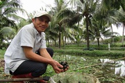 Bình Định: Lang thang đi nhặt loài ốc đặc sản ở ngoài đồng, suối hoang về nuôi, lãi nửa tỷ, cả làng phục sát đất