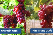 Nhận diện 6 loại quả Trung Quốc bán tràn lan tại Việt Nam