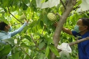 Nông thôn Tây Bắc: Triển vọng phát triển cây Na Thái tại Chiềng Hắc