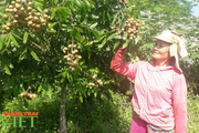 Lai Châu: Nhiều giải pháp giúp người dân nâng cao kiến thức trong sản xuất nông nghiệp