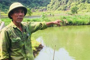 Ninh Bình: Muốn giàu nuôi cá to bự ở nơi xung quanh là núi đá, ông nông dân lãi 300 triệu mỗi năm