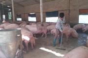 Tìm lối ra cho nông sản mùa dịch Covid-19 (bài 2): Kiến nghị tạo điều kiện lưu thông