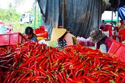 Bình Định: Bán một ký ớt không đủ tiền mua gói mì tôm
