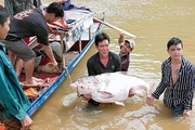 Sơn La: Nước sông Đà lại đột ngột cạn, dân chài lưới bắt toàn được cá khủng, có con cá mè nặng hơn 50kg