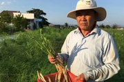 Ninh Thuận: Ở nơi nắng phai màu áo, đất khô cằn, táo, măng tây, nho vẫn cho nông dân thu tiền tỷ