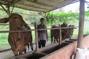 Bà Rịa-Vũng Tàu: Vay vốn nhỏ nuôi bò to, mỗi lứa thu nửa tỷ đồng