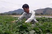 Thái Nguyên: Trồng những thứ cây gì quanh năm mà dân ở làng này rủng rỉnh tiền tiêu?