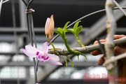 "Bong bóng" hoa lan đột biến xẹp lép vì nhân giống quá nhiều