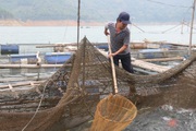 Hội Nông dân Hoà Bình: Cầm tay chỉ việc giúp hội viên làm giàu