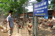 Hòa Bình: Đệm lót sinh học là "bí kíp" giúp nông dân chăn nuôi gà an toàn, thu tiền tỷ mỗi năm