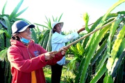 Bình Thuận: Xuất khẩu thanh long vẫn khả quan giữa mùa Covid-19