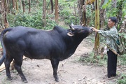 Pá Kạch phát triển chăn nuôi đại gia súc, nâng cao thu nhập cho người dân