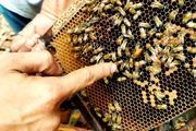 Long An: Nuôi ong mật hơn 1.000 tổ trong rừng tràm Đồng Tháp Mười, 9X kiếm bộn tiền