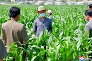 Triều Tiên thừa nhận thiếu hụt lương thực tồi tệ nhất trong hơn một thập kỷ trở lại đây