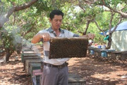 Gia Lai: Thăng trầm nghề nuôi ong du mục, chuỗi ngày sống tạm bợ ở lán trại, bìa rừng