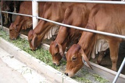 Đổi mới tư duy chăn nuôi đại gia súc, giúp nông dân vùng cao thoát nghèo