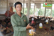 Đắk Nông: Hé lộ bí quyết nuôi gà ta thả vườn cà phê, dịch giã như thế, ông nông dân này vẫn lãi 40 triệu/tháng