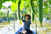 Kiên Giang: Bỏ phố về quê làm vườn, trên trồng mướp dưới trồng ớt, chị bỏ túi 300-400 ngàn đồng/ngày
