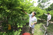 Vĩnh Phúc: Loại trái đặc sản này đã "mở mắt" trên đồi, chín thơm ngon, nhà nào trồng nhà đó khá giả