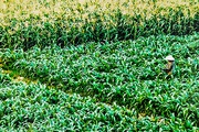 Bình Thuận: Trồng cỏ, trồng bắp cắt bán khi cây còn xanh rờn, nông dân ở đây cuối vụ cầm chắc cục tiền to
