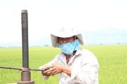 Ninh Thuận: 240ha lúa làm đòng đang khát, dân lại ở khu phong tỏa, ông Quảng Đại Cấm ra tay 