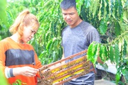 Lâm Đồng: Nuôi ong mật an toàn sinh học trong vườn cà phê, vừa bán sữa vừa bán mật, nhiều người kéo đến xem