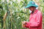 Vì sao Việt Nam xuất khẩu 7 triệu tấn gạo, nhưng vẫn phải nhập 16 triệu tấn ngô, đậu tương?