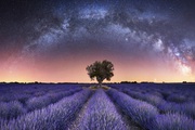 Dải ngân hà lơ lửng ngay trên cánh đồng hoa oải hương vào top giải nhiếp ảnh thiên văn của năm.
