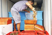 Covid-19 Khánh Hòa: Xót xa nuôi tôm thời rớt giá, nông dân giàu dễ tái nghèo "như chơi"