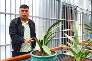 "Đại gia lan đột biến" thuộc đường dây than lậu vừa bị bắt trốn nhiều loại thuế, thu lợi trăm tỷ