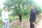 Thái Bình: "Vác tù và" cho chi hội, ông nông dân "vác" luôn cây làm giàu về, cả khu phố thu 30 tỷ/năm