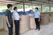 Yên Bái: Tỷ phú nông dân nuôi trâu vỗ béo nơi núi rừng Xuân Lai